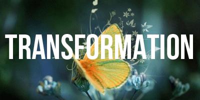 Photo of an orange/yellow butterfly on a flower. The word 'Transformation' is written in the middle of the photo