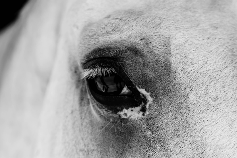 Great benefit analysts